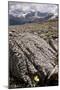 Mountain Avens Among Fossil Coral on Parker Ridge-null-Mounted Photographic Print