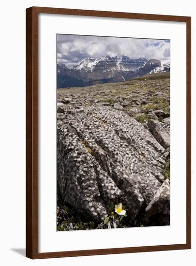 Mountain Avens Among Fossil Coral on Parker Ridge-null-Framed Photographic Print