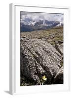 Mountain Avens Among Fossil Coral on Parker Ridge-null-Framed Photographic Print