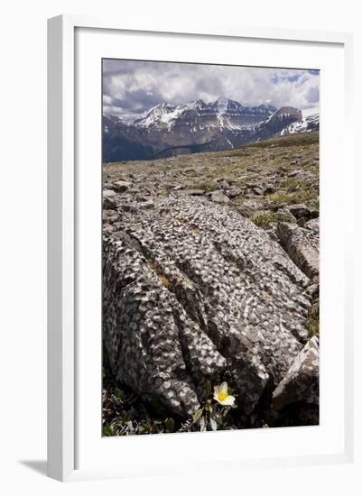 Mountain Avens Among Fossil Coral on Parker Ridge-null-Framed Photographic Print