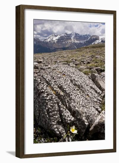 Mountain Avens Among Fossil Coral on Parker Ridge-null-Framed Photographic Print