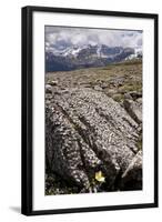 Mountain Avens Among Fossil Coral on Parker Ridge-null-Framed Photographic Print