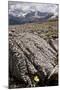 Mountain Avens Among Fossil Coral on Parker Ridge-null-Mounted Photographic Print