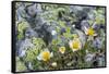 Mountain Avens and Lichen, Assiniboine Provincial Park, Alberta-Howie Garber-Framed Stretched Canvas