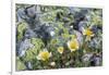 Mountain Avens and Lichen, Assiniboine Provincial Park, Alberta-Howie Garber-Framed Photographic Print