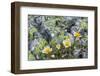 Mountain Avens and Lichen, Assiniboine Provincial Park, Alberta-Howie Garber-Framed Photographic Print