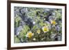 Mountain Avens and Lichen, Assiniboine Provincial Park, Alberta-Howie Garber-Framed Photographic Print