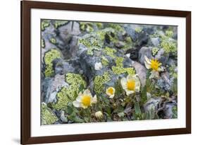 Mountain Avens and Lichen, Assiniboine Provincial Park, Alberta-Howie Garber-Framed Photographic Print