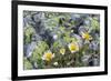 Mountain Avens and Lichen, Assiniboine Provincial Park, Alberta-Howie Garber-Framed Photographic Print