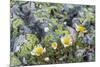 Mountain Avens and Lichen, Assiniboine Provincial Park, Alberta-Howie Garber-Mounted Photographic Print