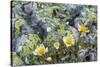 Mountain Avens and Lichen, Assiniboine Provincial Park, Alberta-Howie Garber-Stretched Canvas