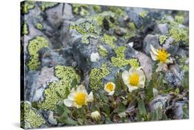Mountain Avens and Lichen, Assiniboine Provincial Park, Alberta-Howie Garber-Stretched Canvas