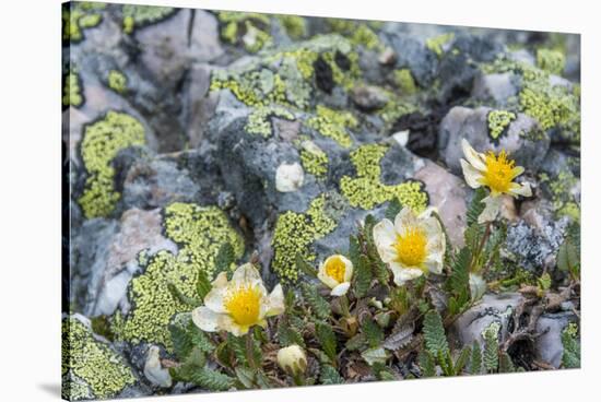 Mountain Avens and Lichen, Assiniboine Provincial Park, Alberta-Howie Garber-Stretched Canvas