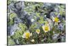 Mountain Avens and Lichen, Assiniboine Provincial Park, Alberta-Howie Garber-Stretched Canvas