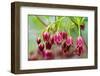 Mountain azalea, USA-Lisa Engelbrecht-Framed Photographic Print