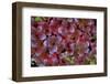 Mountain Bearberry (Arctostaphylos Alpinus) Sarek National Park, Lapland, Sweden-Cairns-Framed Photographic Print