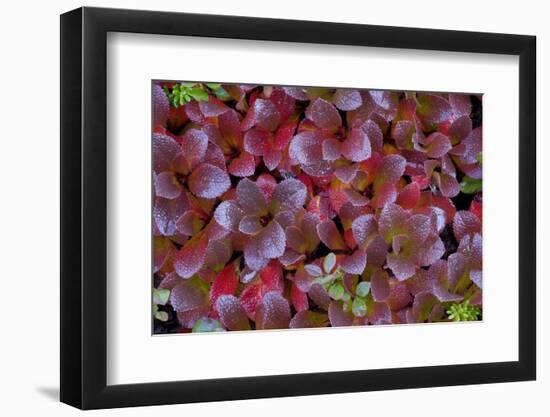 Mountain Bearberry (Arctostaphylos Alpinus) Sarek National Park, Lapland, Sweden-Cairns-Framed Photographic Print