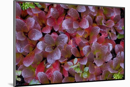 Mountain Bearberry (Arctostaphylos Alpinus) Sarek National Park, Lapland, Sweden-Cairns-Mounted Photographic Print