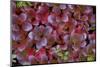 Mountain Bearberry (Arctostaphylos Alpinus) Sarek National Park, Lapland, Sweden-Cairns-Mounted Photographic Print