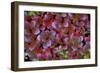 Mountain Bearberry (Arctostaphylos Alpinus) Sarek National Park, Lapland, Sweden-Cairns-Framed Photographic Print