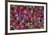 Mountain Bearberry (Arctostaphylos Alpinus) Sarek National Park, Lapland, Sweden-Cairns-Framed Photographic Print