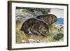 Mountain Beaver (Aplodontia Rufa), Aplodontiidae-null-Framed Giclee Print