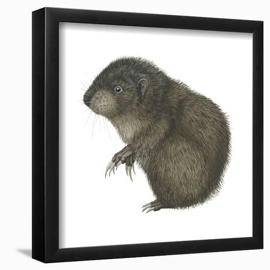 Mountain Beaver (Aplodontia Rufa), Mammals-Encyclopaedia Britannica-Framed Poster