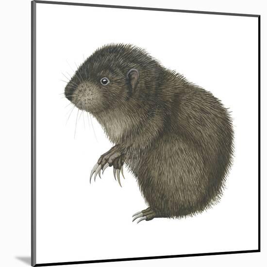 Mountain Beaver (Aplodontia Rufa), Mammals-Encyclopaedia Britannica-Mounted Poster