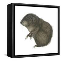 Mountain Beaver (Aplodontia Rufa), Mammals-Encyclopaedia Britannica-Framed Stretched Canvas