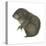Mountain Beaver (Aplodontia Rufa), Mammals-Encyclopaedia Britannica-Stretched Canvas