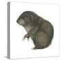 Mountain Beaver (Aplodontia Rufa), Mammals-Encyclopaedia Britannica-Stretched Canvas