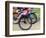 Mountain Bike Race, Bannockburn, near Cromwell, Central Otago, South Island, New Zealand-David Wall-Framed Photographic Print