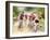 Mountain Bike Race, Bannockburn, near Cromwell, Central Otago, South Island, New Zealand-David Wall-Framed Photographic Print