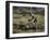 Mountain Biker Against a Blurry Background, Mt. Bike-Michael Brown-Framed Photographic Print