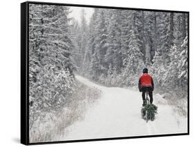 Mountain Biker Bringing Home the Family Christmas Tree, Whitefish, Montana, USA-Chuck Haney-Framed Stretched Canvas