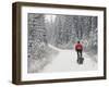 Mountain Biker Bringing Home the Family Christmas Tree, Whitefish, Montana, USA-Chuck Haney-Framed Photographic Print