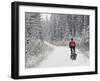 Mountain Biker Bringing Home the Family Christmas Tree, Whitefish, Montana, USA-Chuck Haney-Framed Photographic Print