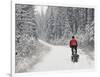 Mountain Biker Bringing Home the Family Christmas Tree, Whitefish, Montana, USA-Chuck Haney-Framed Photographic Print