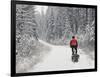 Mountain Biker Bringing Home the Family Christmas Tree, Whitefish, Montana, USA-Chuck Haney-Framed Photographic Print