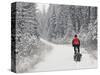 Mountain Biker Bringing Home the Family Christmas Tree, Whitefish, Montana, USA-Chuck Haney-Stretched Canvas