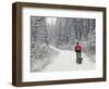 Mountain Biker Bringing Home the Family Christmas Tree, Whitefish, Montana, USA-Chuck Haney-Framed Photographic Print