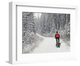 Mountain Biker Bringing Home the Family Christmas Tree, Whitefish, Montana, USA-Chuck Haney-Framed Photographic Print