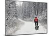 Mountain Biker Bringing Home the Family Christmas Tree, Whitefish, Montana, USA-Chuck Haney-Mounted Photographic Print