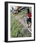 Mountain Biker on a Trail-null-Framed Photographic Print