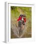 Mountain Biker Splashes Through Andrews Creek, Maah Daah Hey Trail in Medora, North Dakota, USA-Chuck Haney-Framed Photographic Print