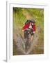 Mountain Biker Splashes Through Andrews Creek, Maah Daah Hey Trail in Medora, North Dakota, USA-Chuck Haney-Framed Photographic Print