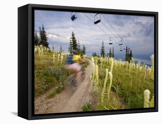 Mountain Biker Through the Beargrass on the Summit Trail, Whitefish Mountain Resort, Montana, USA-Chuck Haney-Framed Stretched Canvas