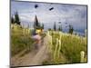 Mountain Biker Through the Beargrass on the Summit Trail, Whitefish Mountain Resort, Montana, USA-Chuck Haney-Mounted Photographic Print