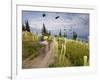 Mountain Biker Through the Beargrass on the Summit Trail, Whitefish Mountain Resort, Montana, USA-Chuck Haney-Framed Photographic Print