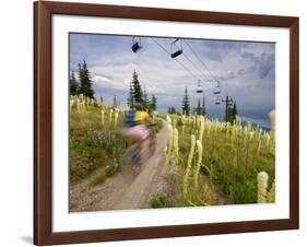 Mountain Biker Through the Beargrass on the Summit Trail, Whitefish Mountain Resort, Montana, USA-Chuck Haney-Framed Photographic Print